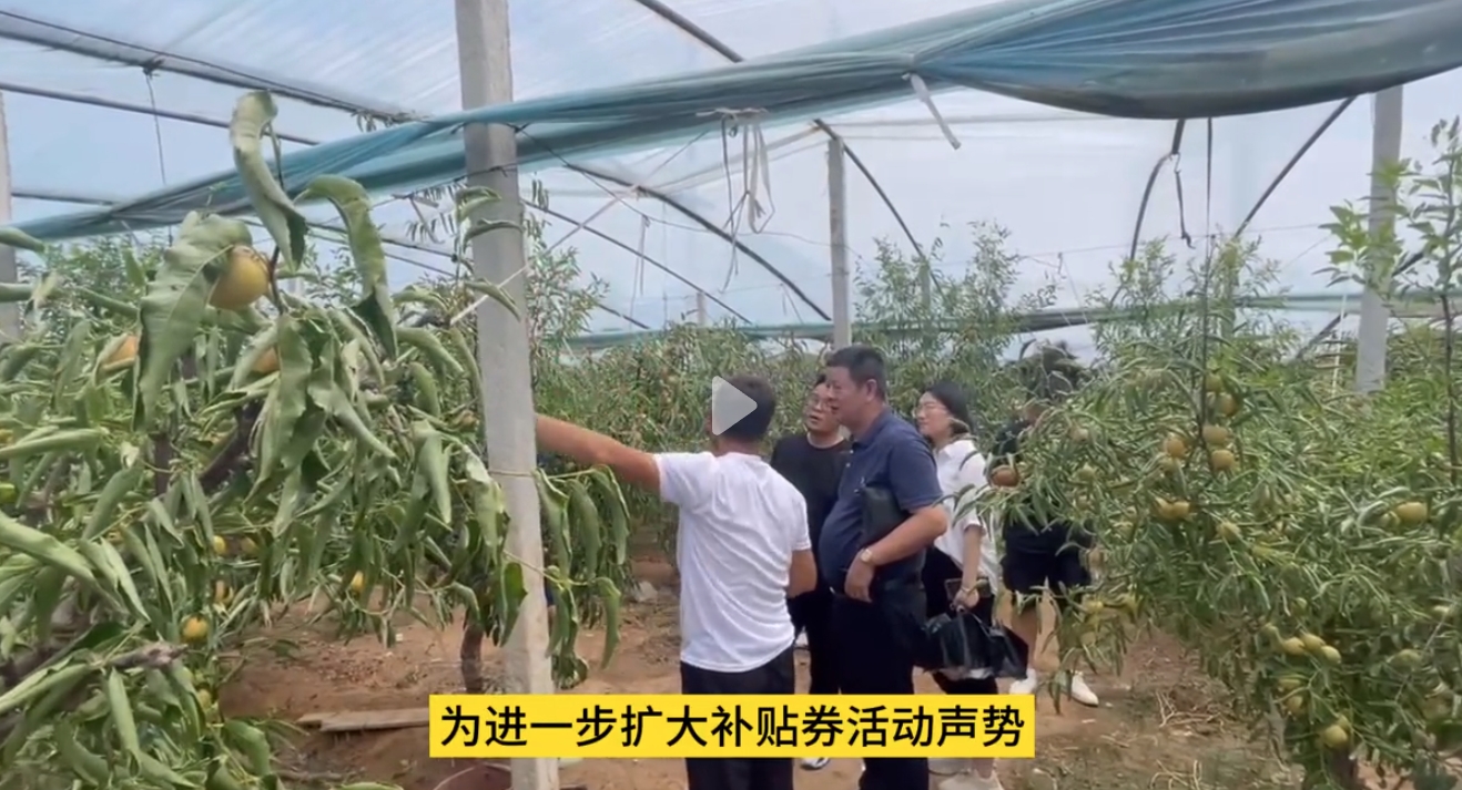 集群e家董事长兼总裁王志宏深入大荔冬枣种植基地进行实地考察